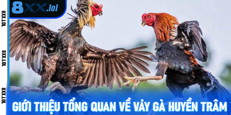 Chiến thuật và mẹo đặt cược gà vảy huyền trâm