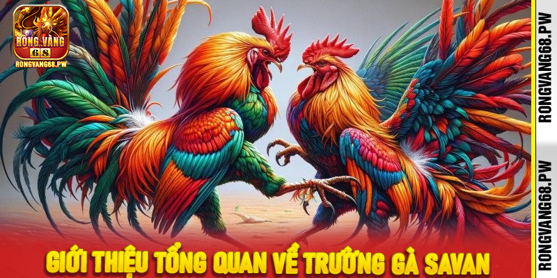 Giới thiệu tổng quan về trường gà Savan
