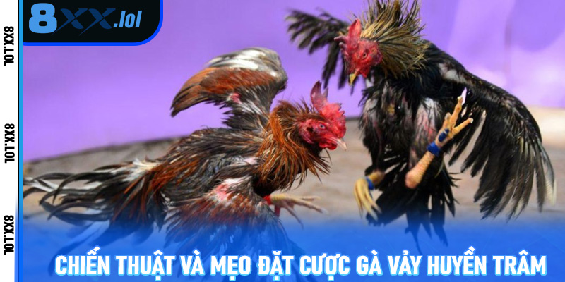 Giới thiệu tổng quan về vảy gà huyền trâm