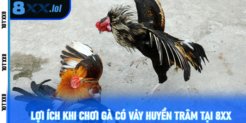 Lợi ích khi chơi gà có vảy huyền trâm tại 8xx