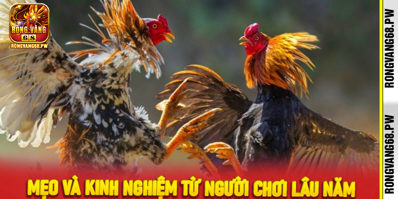 Mẹo và kinh nghiệm từ người chơi lâu năm
